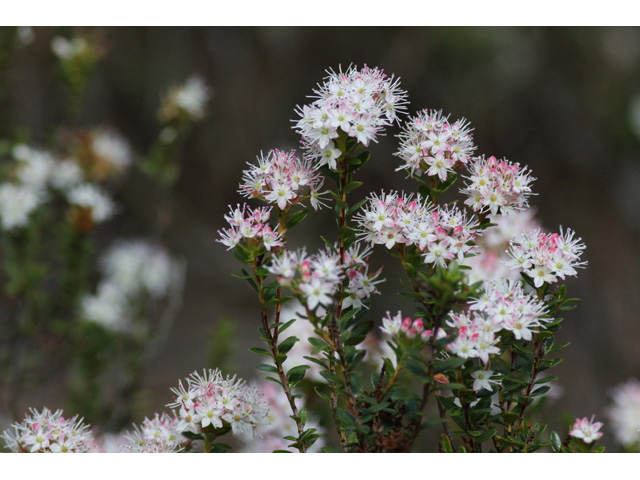 Leiophyllum buxifolium (Sandmyrtle) #59003