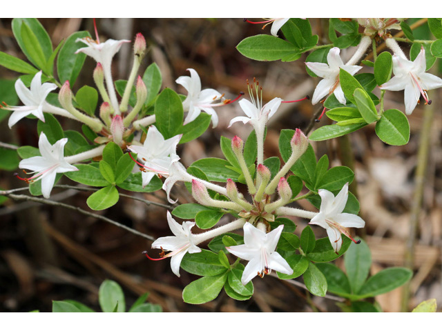 Rhododendron viscosum (Swamp azalea) #59007