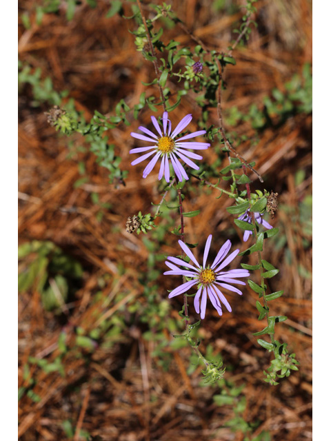 Symphyotrichum grandiflorum (Largeflower aster) #59021