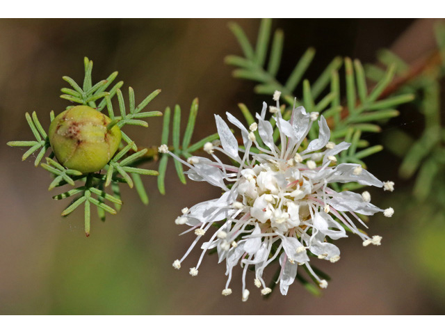 Dalea pinnata (Summer farewell) #59044