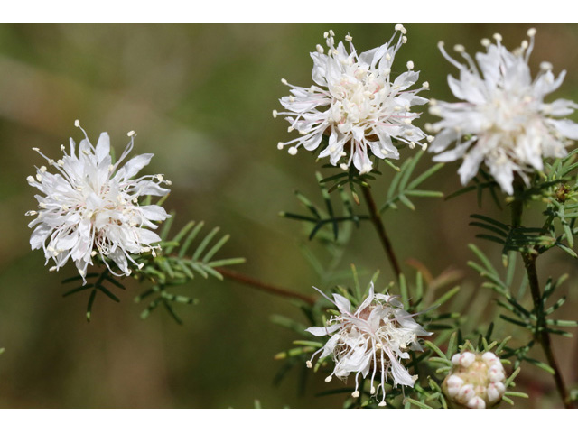 Dalea pinnata (Summer farewell) #59045