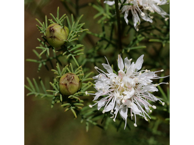 Dalea pinnata (Summer farewell) #59046