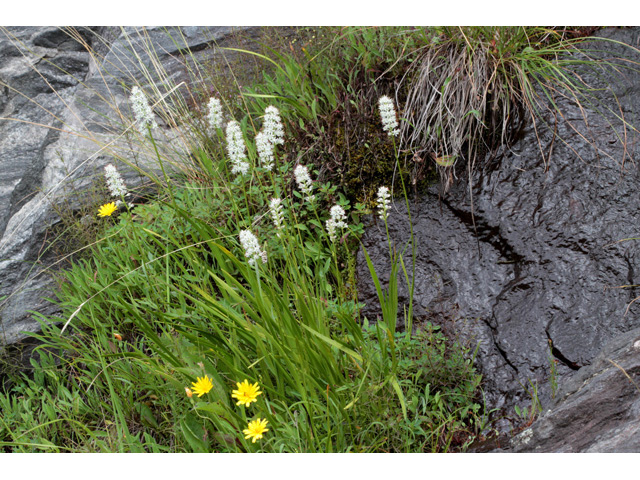 Triantha glutinosa (Sticky tofieldia) #59050