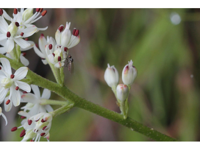 Triantha glutinosa (Sticky tofieldia) #59051