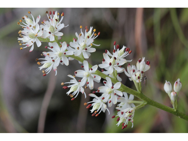 Triantha glutinosa (Sticky tofieldia) #59052