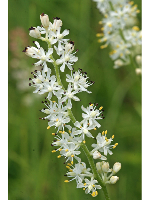 Triantha racemosa (Coastal false asphodel) #59053