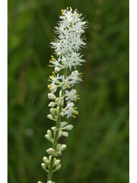 Triantha racemosa (Coastal false asphodel) #59055