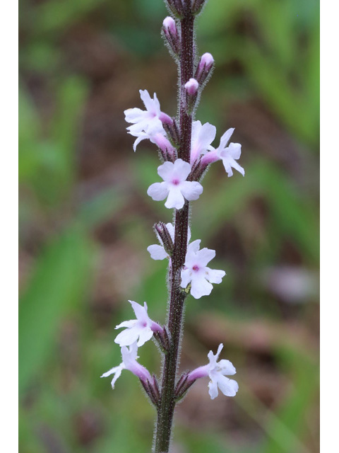 Stylodon carneus (Carolina false vervain) #59081