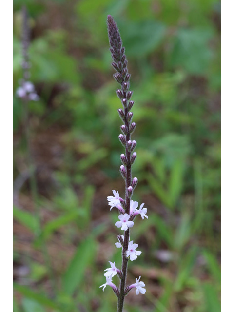 Stylodon carneus (Carolina false vervain) #59082