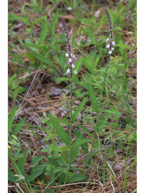 Stylodon carneus (Carolina false vervain) #59084