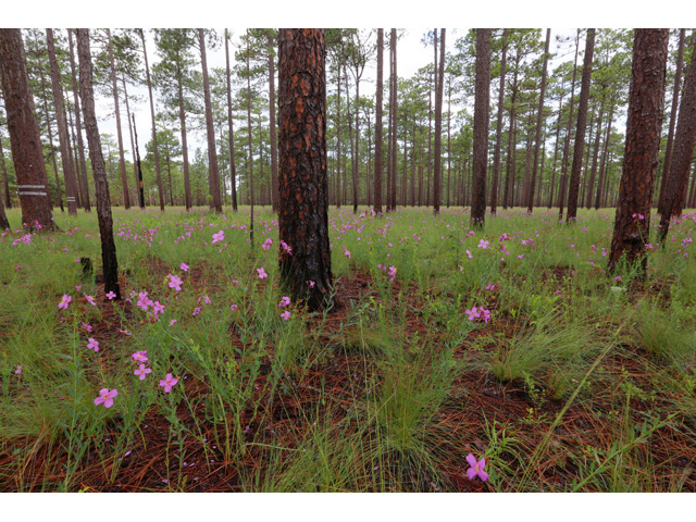 Rhexia alifanus (Savanna meadow beauty) #59085