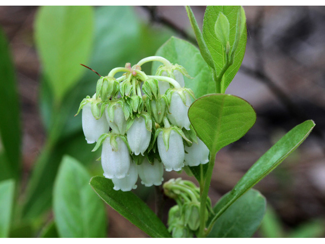 Lyonia mariana (Piedmont staggerbush) #59111