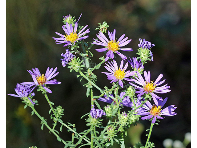 Symphyotrichum grandiflorum (Largeflower aster) #66102