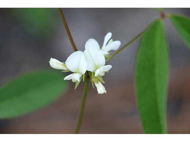 Galactia erecta (Erect milkpea) #89944