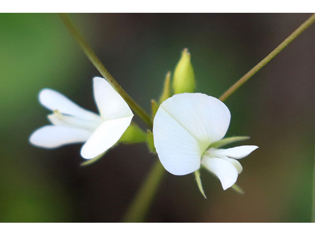 Galactia erecta (Erect milkpea) #89948