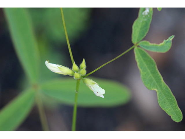 Galactia erecta (Erect milkpea) #89949