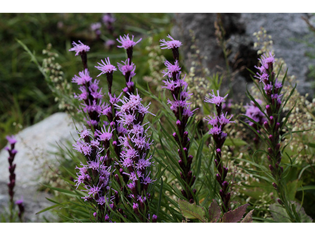 Liatris helleri (Heller's blazing star) #89950