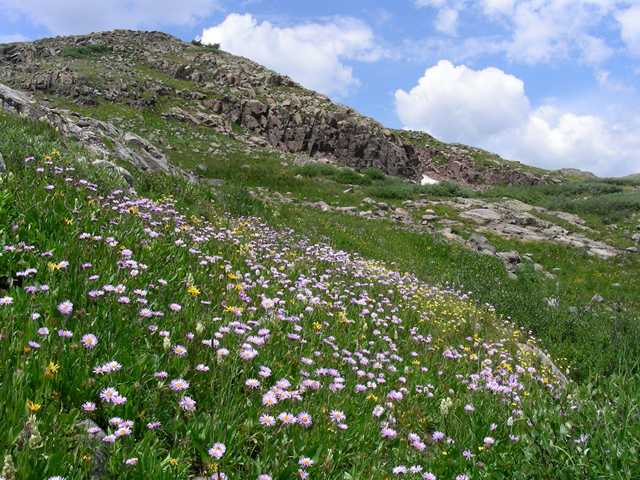 Erigeron peregrinus (Subalpine fleabane) #44298