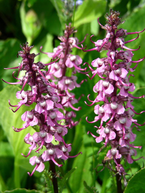 Pedicularis groenlandica (Elephanthead lousewort) #44299