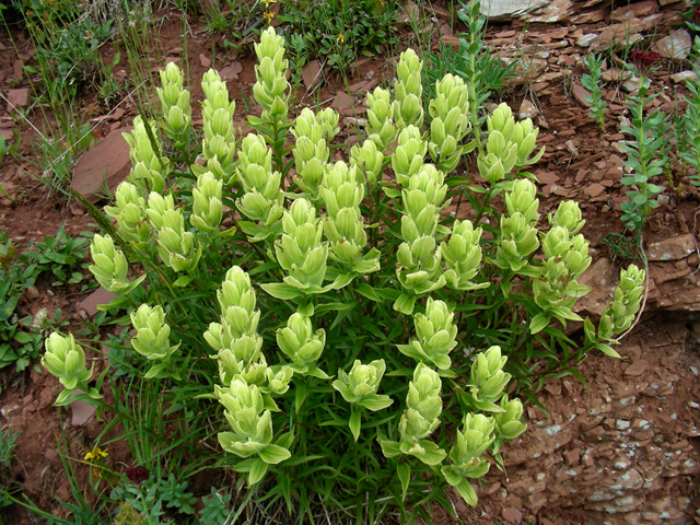 Castilleja occidentalis (Western indian paintbrush) #44304