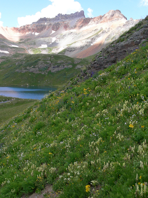 Castilleja occidentalis (Western indian paintbrush) #44309