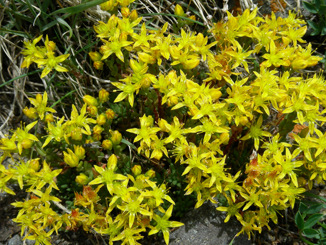 Sedum lanceolatum (Spearleaf stonecrop) #44320