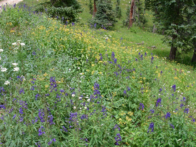 Delphinium barbeyi (Subalpine larkspur) #44322