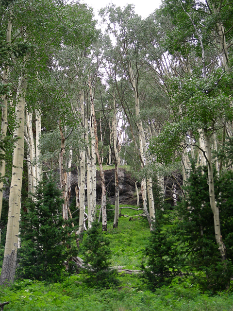 Populus tremuloides (Quaking aspen) #44324