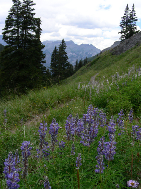 Lupinus argenteus (Silvery lupine) #44325