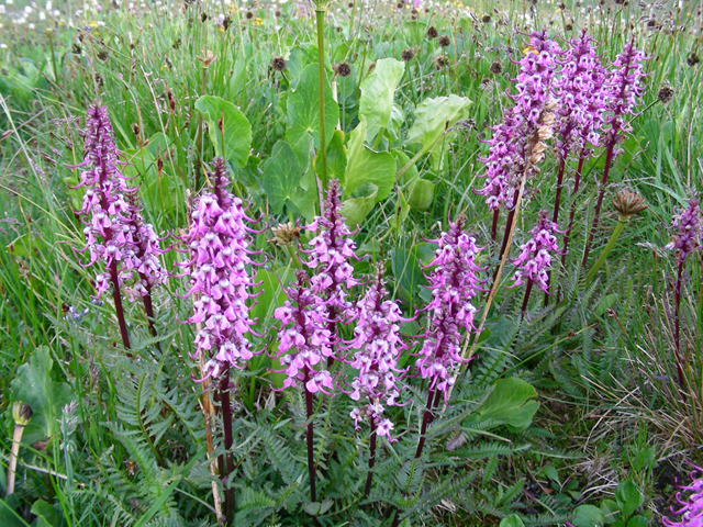 Pedicularis groenlandica (Elephanthead lousewort) #44343