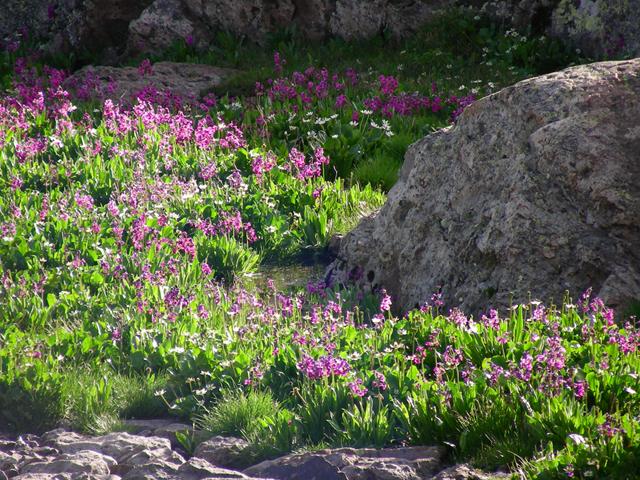 Primula parryi (Parry's primrose) #44344