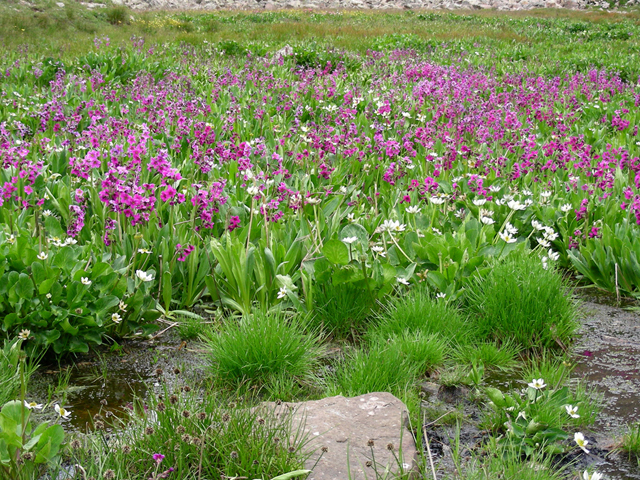 Primula parryi (Parry's primrose) #44349