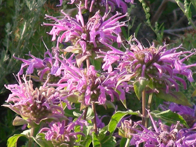 Monarda fistulosa (Wild bergamot) #44352