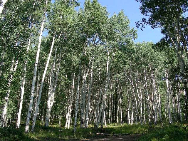 Populus tremuloides (Quaking aspen) #44354