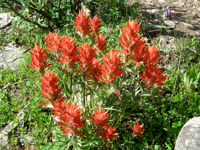 Castilleja miniata (Giant red indian paintbrush) #44363