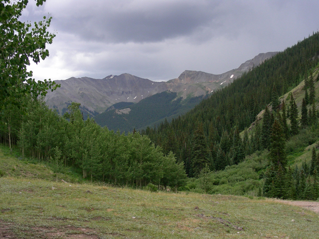 Populus tremuloides (Quaking aspen) #45665