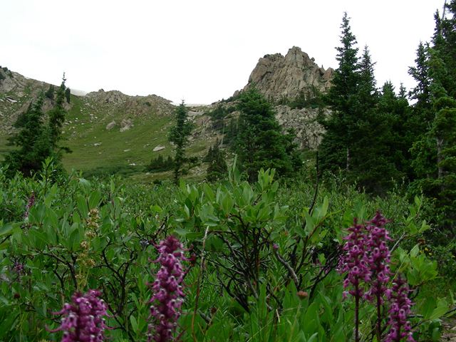 Pedicularis groenlandica (Elephanthead lousewort) #45671