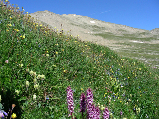 Pedicularis groenlandica (Elephanthead lousewort) #45718