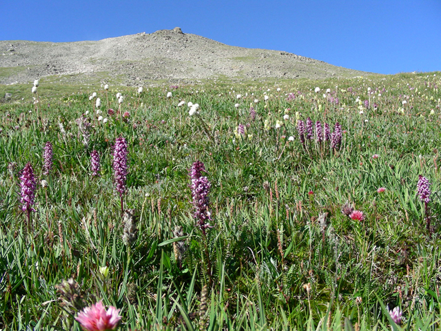 Pedicularis groenlandica (Elephanthead lousewort) #45719