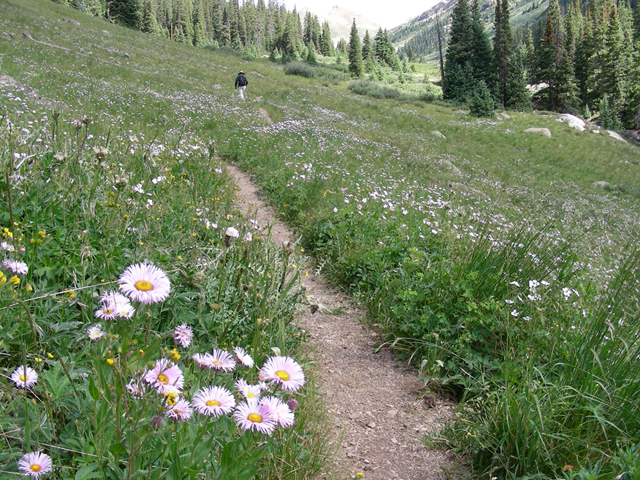 Erigeron peregrinus (Subalpine fleabane) #45730