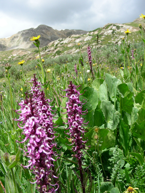 Pedicularis groenlandica (Elephanthead lousewort) #45734