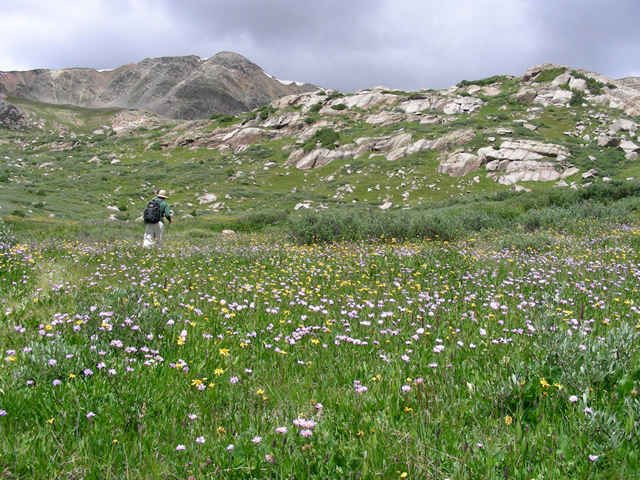 Erigeron peregrinus (Subalpine fleabane) #45735