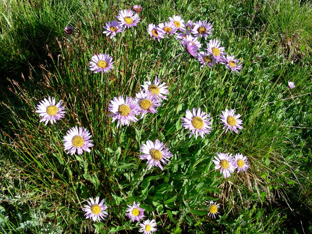 Erigeron peregrinus (Subalpine fleabane) #45750