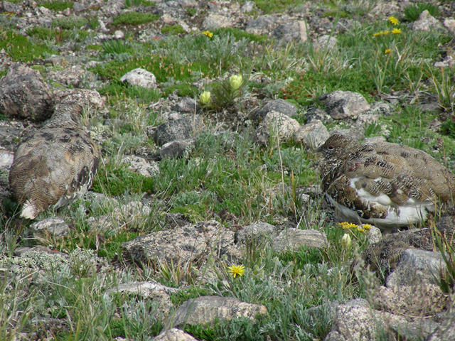 Castilleja occidentalis (Western indian paintbrush) #45756