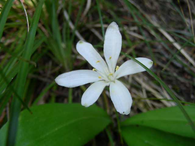 Clintonia uniflora (Bride's bonnet) #53141