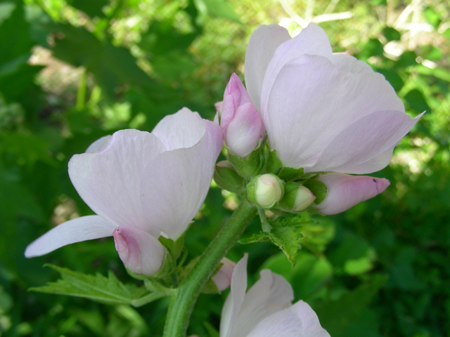 Iliamna rivularis (Streambank wild hollyhock) #53160