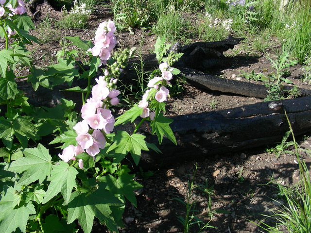 Iliamna rivularis (Streambank wild hollyhock) #53171