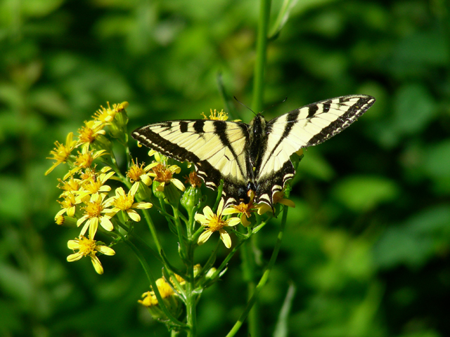 Senecio triangularis (Arrowleaf ragwort) #53172