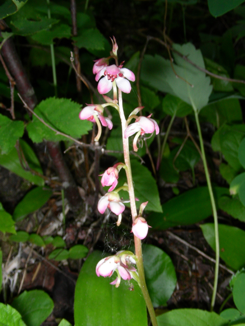 Pyrola asarifolia (Liverleaf wintergreen) #53190