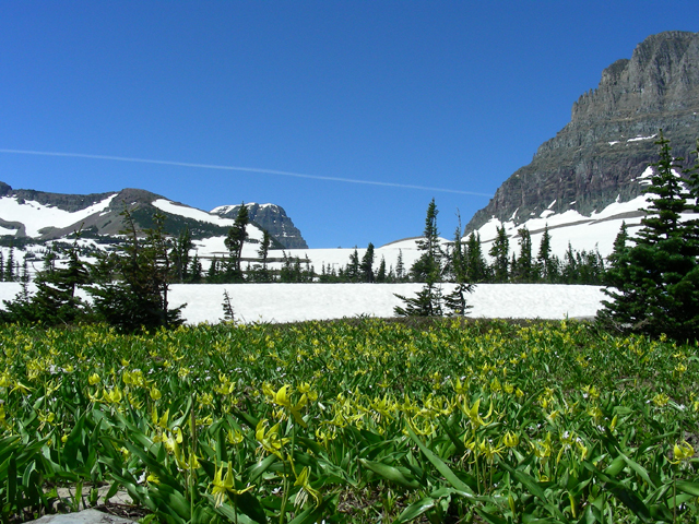 Erythronium grandiflorum (Yellow avalanche-lily) #53207